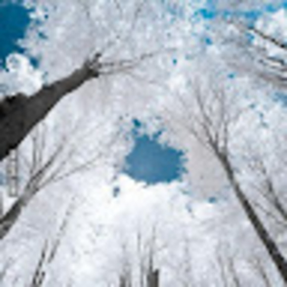 Meet your Posher, Isabella - Picture 1 of 1